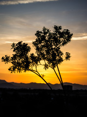 Two trees silhouettes over fascinating sunset sky with mountains on the background.
