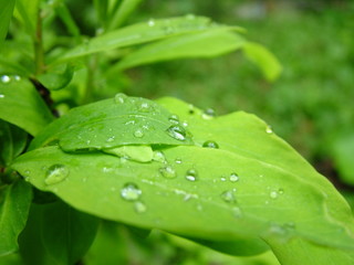 water drops on green leaf
