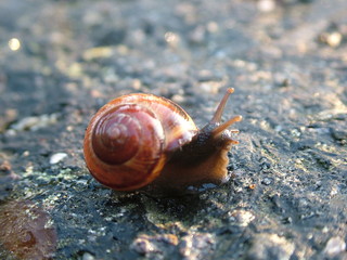 snail in the sun