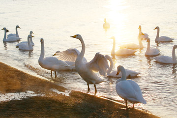 夕日輝く屈斜路湖の白鳥	