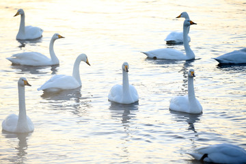 屈斜路湖の白鳥