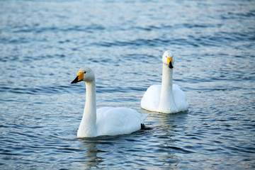 屈斜路湖の白鳥