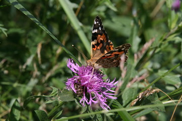 butterfly on flower