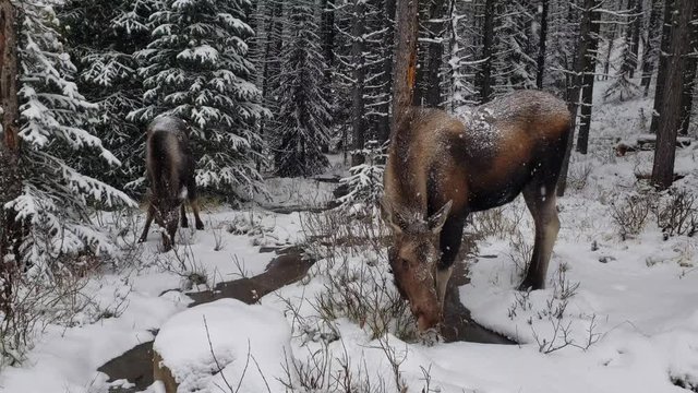 A moose cow with her calf in eating while it is snowing in a winter forest, Jasper National Park, Alberta, Canada