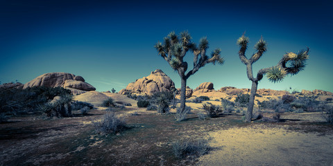 MARCH 13, 2019 - JOSHUA TREE NATIONAL PARK, CA, USA -Joshua Tree National Park in Spring, Southern California