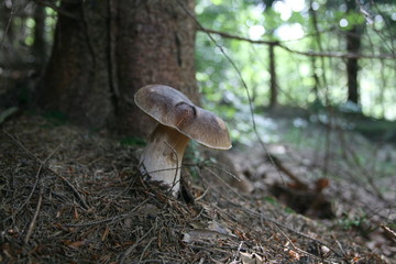 mushroom in forest