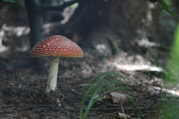 amanita mushroom