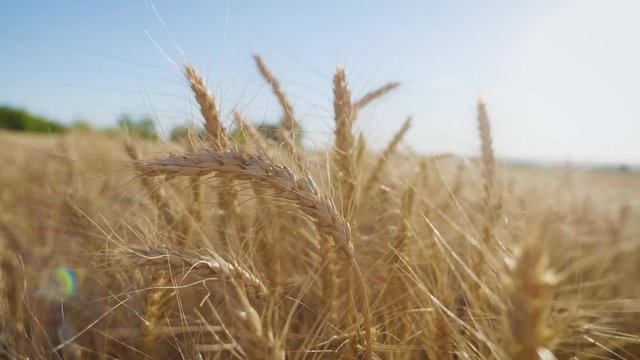 Wheat at sunset. Cornfileld in the beautiful late evening sunshine. Crop of Cereals . Wheat Harvest. Ears of wheat.