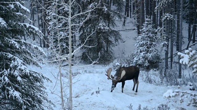 A bull moose searching for food under the snow in a winter forest, Jasper National Park, Alberta, Canada