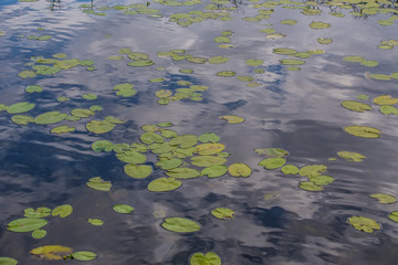 leaves of water lilies on the lake