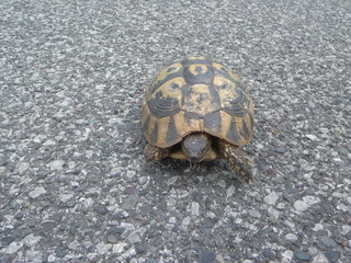 tortoise