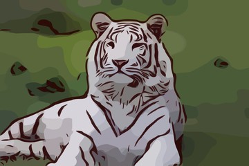 Tiger Illustration