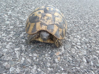tortoise