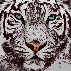Tiger Illustration