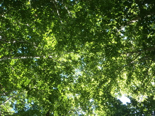 Fototapeta na wymiar tree leafs