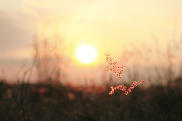 The shadow of the grass flower with the soft light of the sun behind.