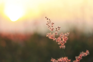 The shadow of the grass flower with the soft light of the sun behind.