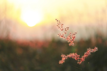 The shadow of the grass flower with the soft light of the sun behind.