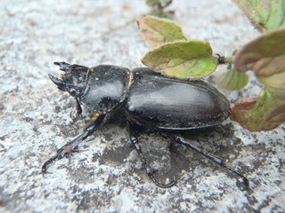 beetle