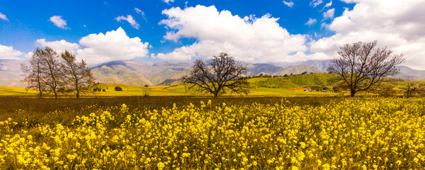 California Oak in field of Mustard Flowers in spring Ojai, CA USA