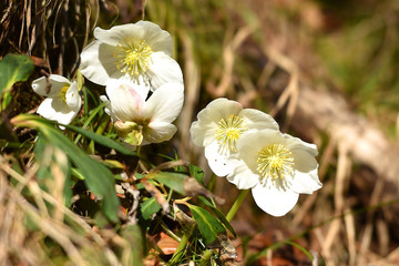 Schneerose oder Christrose im Salzkammergut (Oberösterreich, Österreich) - Snow rose or Christmas...
