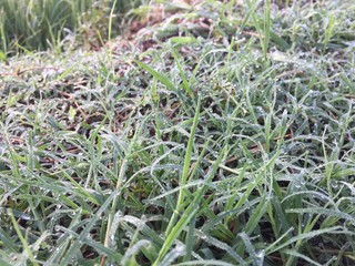 Nature Fresh Morning Background from Tropical Country 