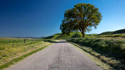 Fototapeta na wymiar Remote road and single tree in spring, near Cuyama, California