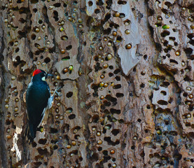 An Acorn Woodpecker, Melanerpes formicivorus, on a tree trunk with holes filled with acorns. - obrazy, fototapety, plakaty