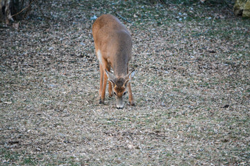 Thor, Rudolph & Blitzen Hanging Out