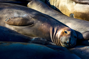 Elephant Seals soak in sun at Piedras Blanca, San Simeom Central Coast, California