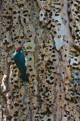 An Acorn Woodpecker, Melanerpes formicivorus, with an acorn is its beak on a tree trunk full of...