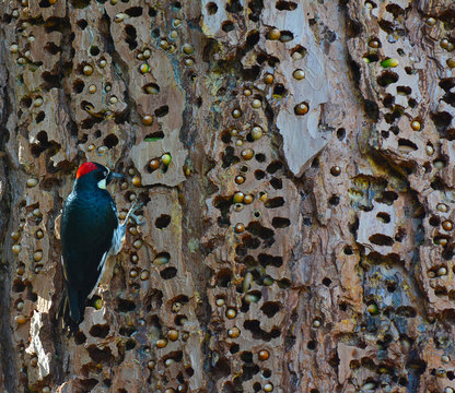 An Acorn Woodpecker, Melanerpes formicivorus, on a tree trunk with holes filled with acorns.