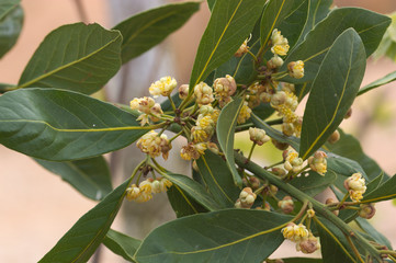 Laurel branches with flowers and buds