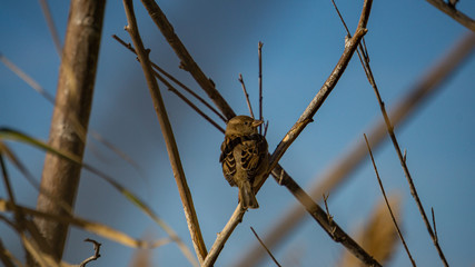 Pequeño pájaro entre ramas de árbol 