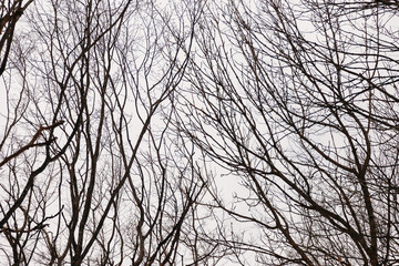 branches of a tree against sky. abstract background