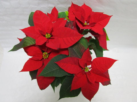 FLOR DE PASCUA