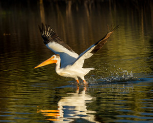 MAY 26 2019, IRRIGON OREGON, USA - Irrigon Hatchery and Nature Sanctuary on Columbia River, Irrigon, Oregon, Morrow County