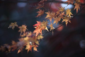 Autumnal landscape of Suizawa maple valley in the Mie Prefecture of Japan