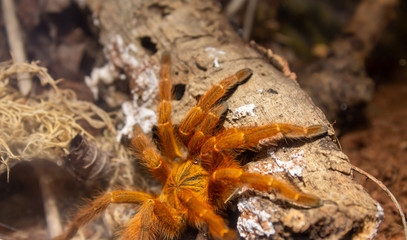 orange baboon tarantula close up 