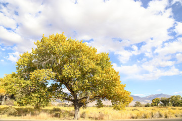 peaceful afternoon at Bishop, California