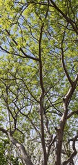 tree in the eternal spring 