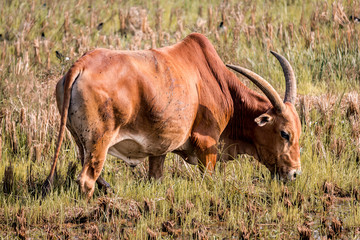 Brown bull grazes in the meadow