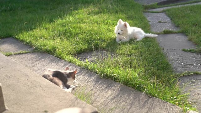 Grey cat sitting on the concret walkway in the yard and licks his tail, his friend samoyed puppy playing on the green grass