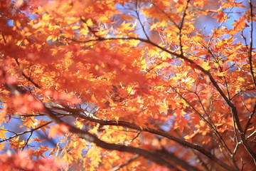 Autumnal landscape of Suizawa maple valley in the Mie Prefecture of Japan