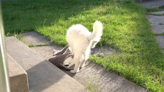 Two little friends, grey cat and white samoyed puppy playing together on the concret walkway in the yard