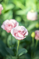 Fototapeta premium The background image of the colorful flowers
