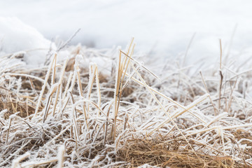 Fototapeta premium Dry yellow grass covered with frost in the morning sun