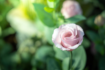 The background image of the colorful flowers