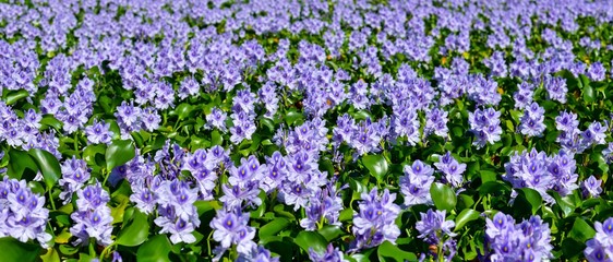 満開のホテイアオイ＠本薬師寺跡、奈良