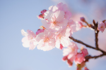 寺山公園のカワズザクラ	